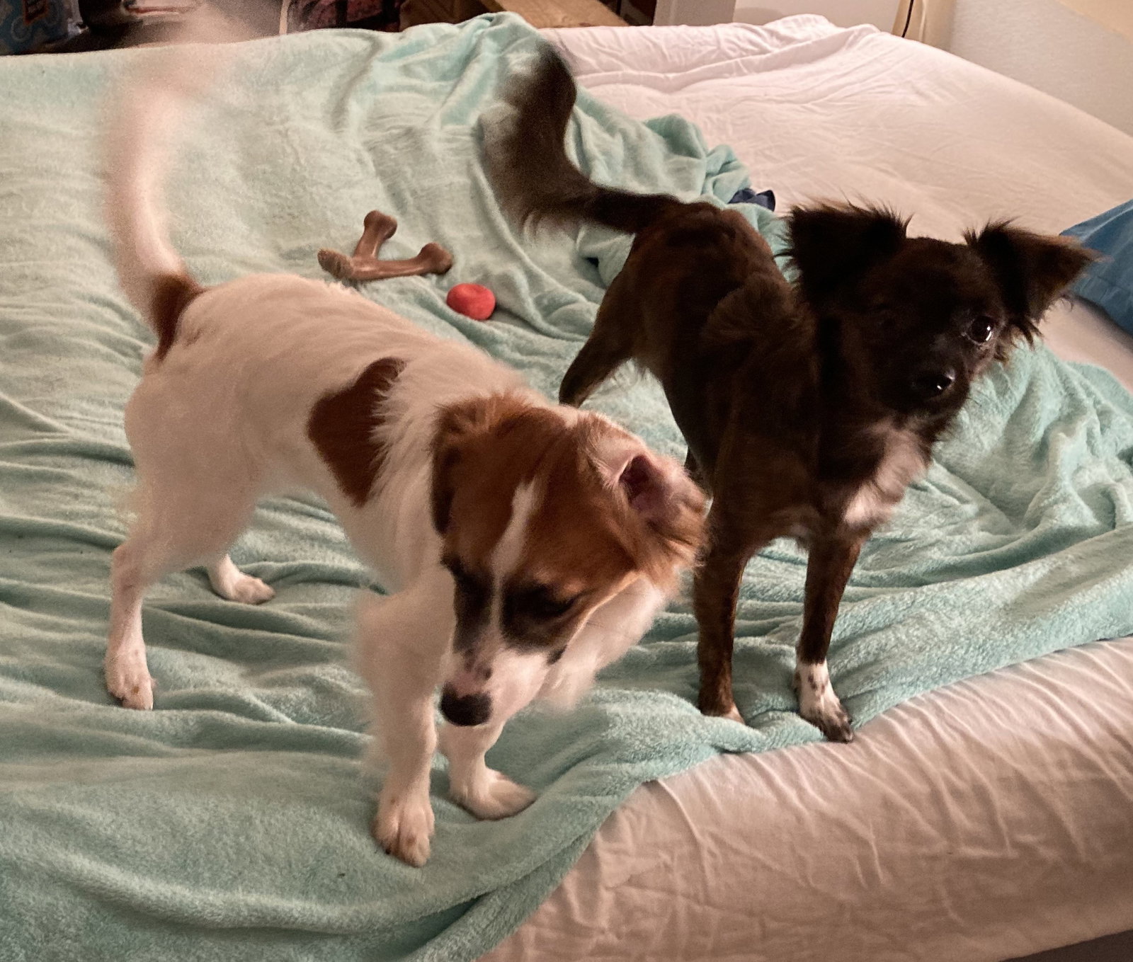 Dog adoption in Palatka, FL 32177 Papillon / Dachshund / Mixed (short