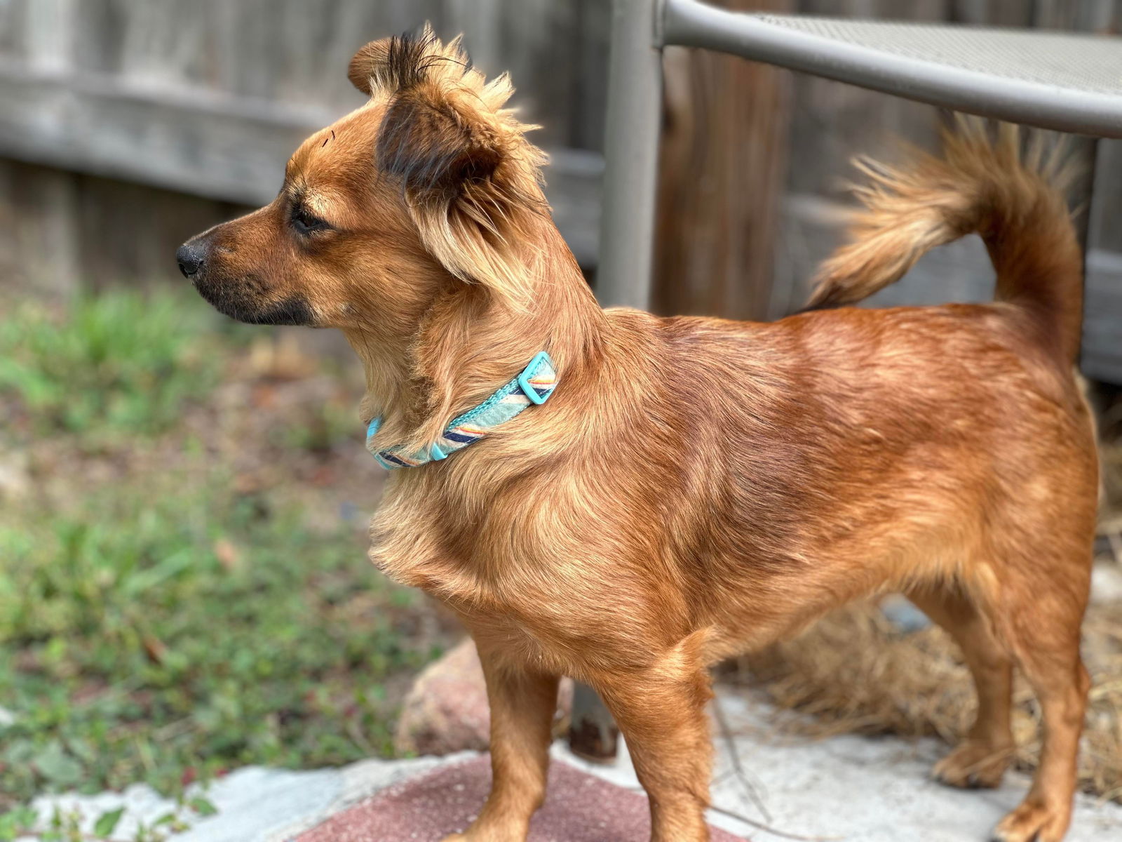 Papillon mix 2024 for adoption