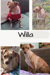 Willa