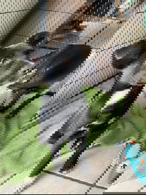 Dina