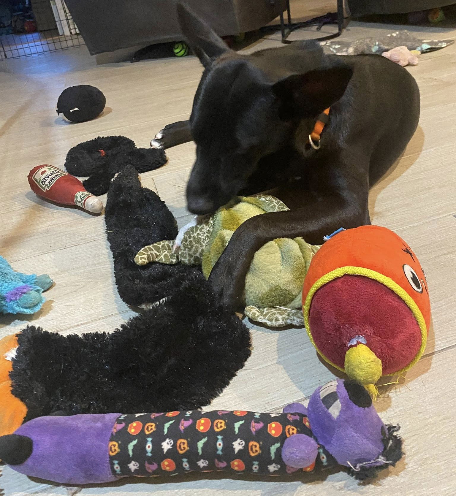 adoptable Dog in Palatka, FL named Dina