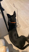 Dina