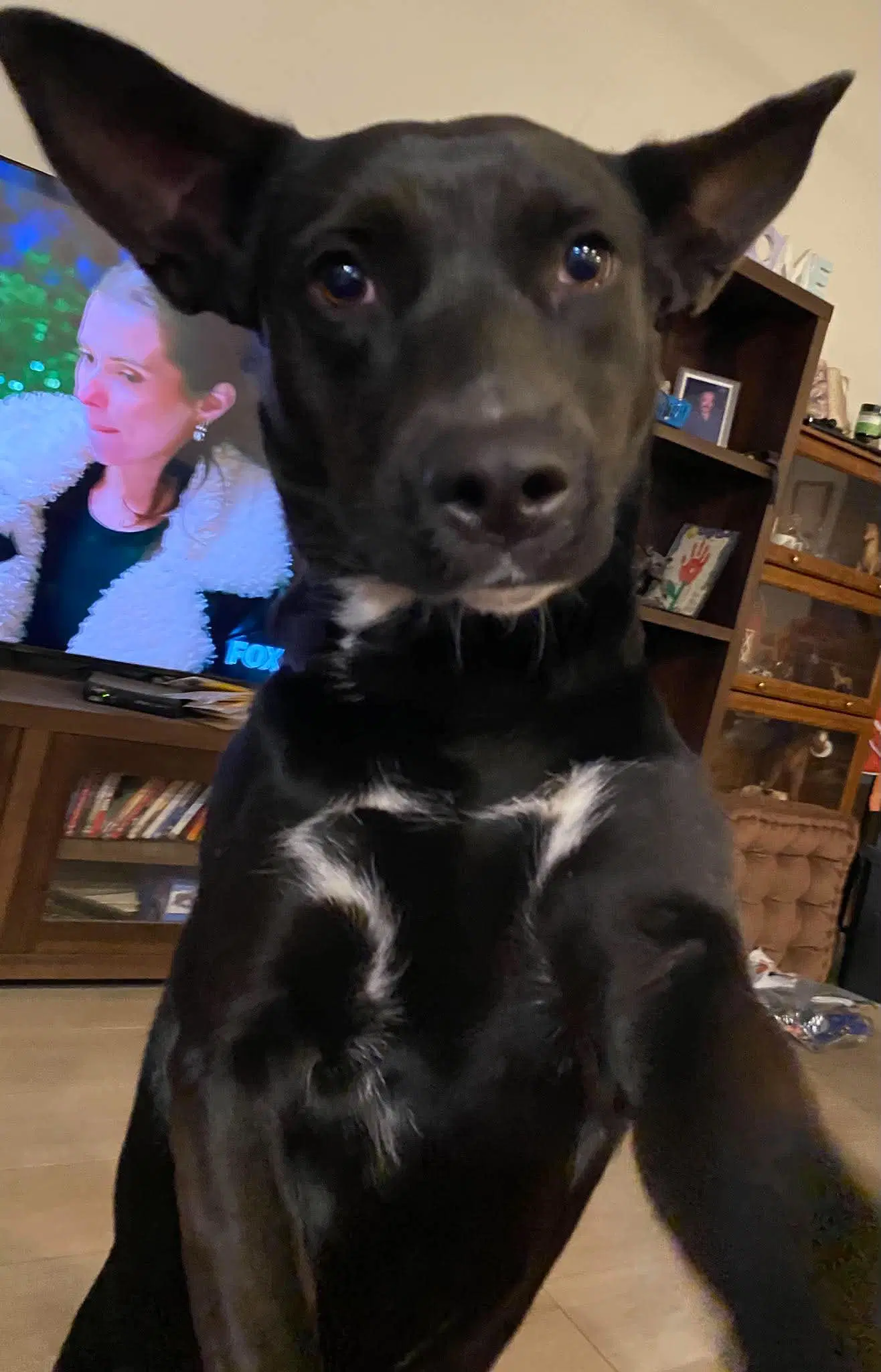 Dina - Dutch Shepherd