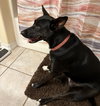 Dina