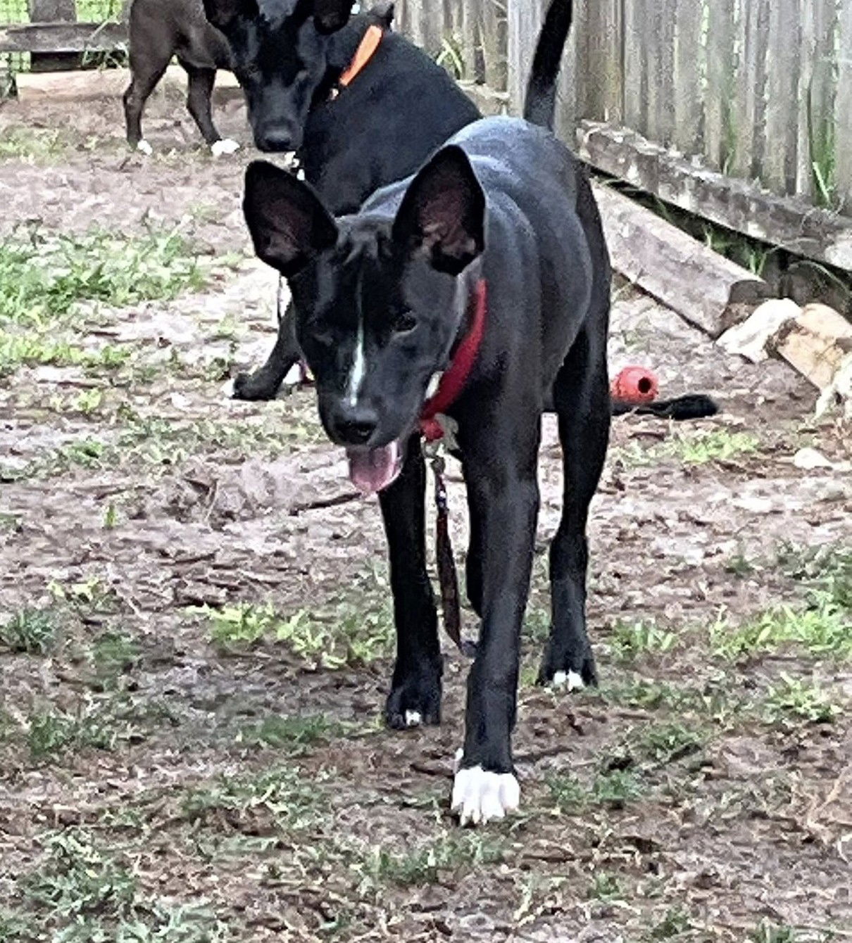 adoptable Dog in Palatka, FL named Tuck