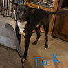 Tuck