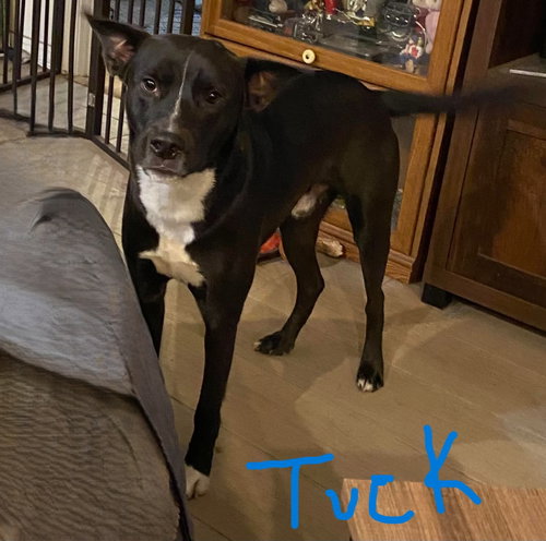 Tuck, an adoptable Shepherd in Palatka, FL