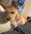 Tinker Belle