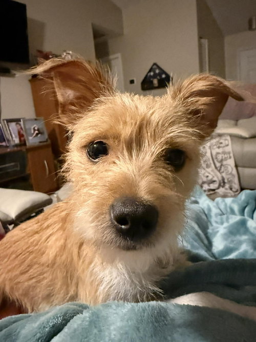 Tinker Belle