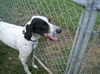 Lucky (Dog)