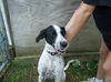 Lucky (Dog)