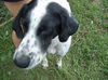 Lucky (Dog)