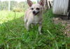 Lilly