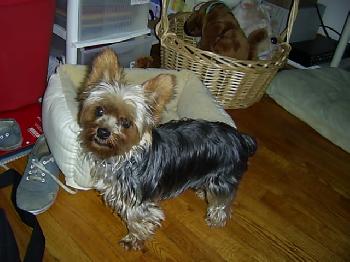 Bunky