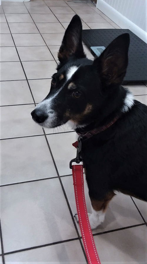 Roscoe