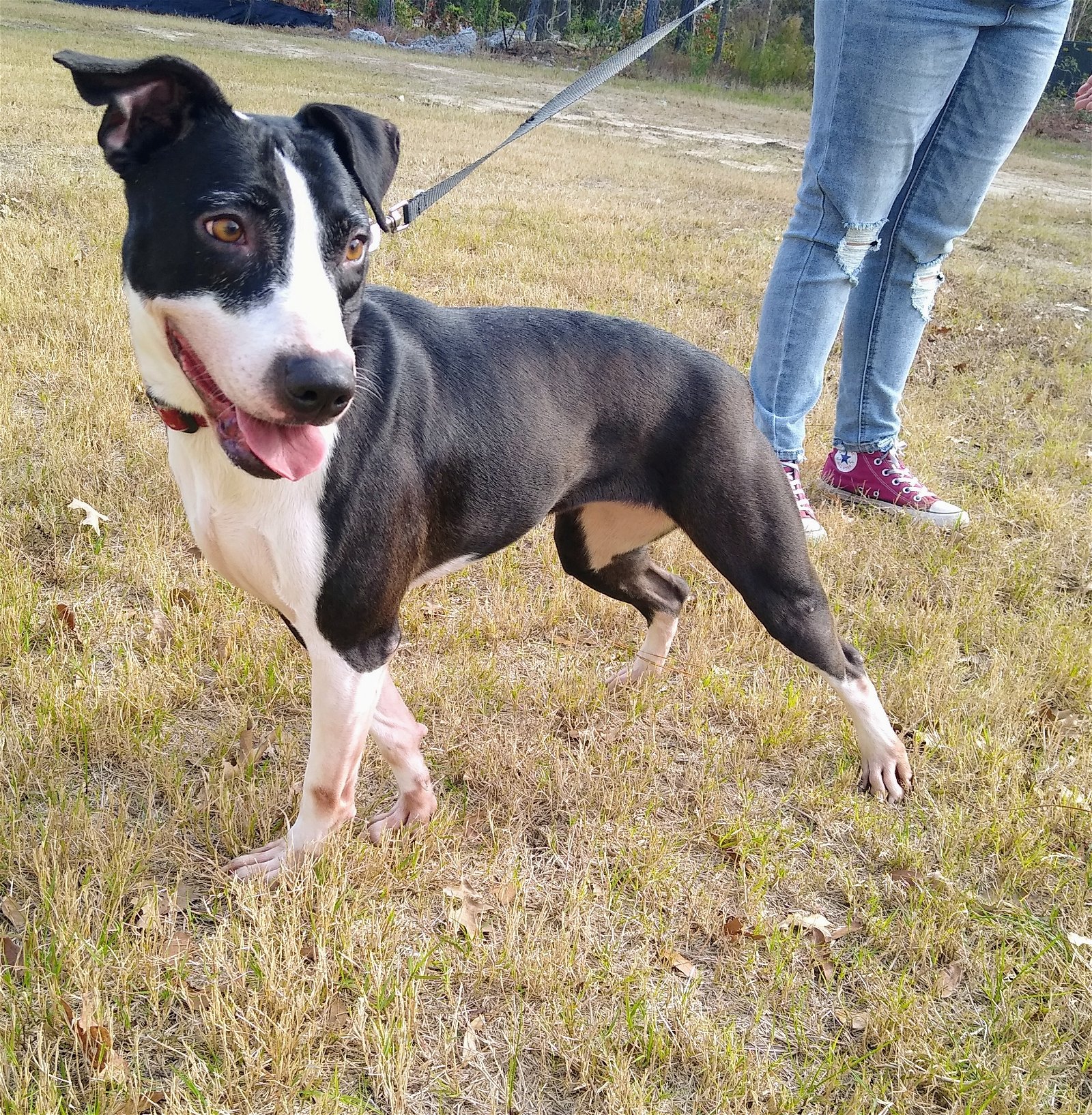adoptable Dog in Mount Pleasant, SC named Carly