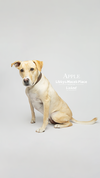 Apple - Photo 9