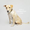 Apple - Photo 10