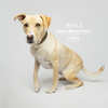 Apple - Photo 11