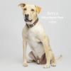 Apple - Photo 5
