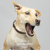Apple - Photo 7