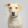 Apple - Photo 4