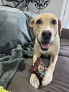 Apple - Photo 1