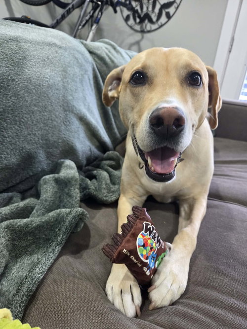 APPLE - Labrador Retriever available for adoption