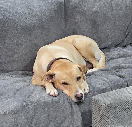 APPLE - Labrador Retriever available for adoption