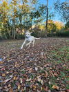 adoptable Dog in  named Apple