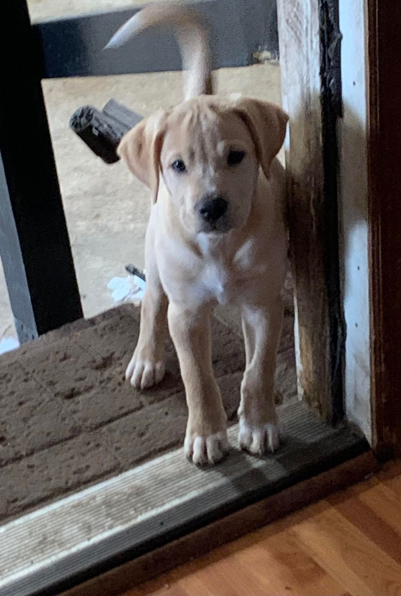 Dog for Adoption Snowflake, a in Summerville, SC Alpha Paw