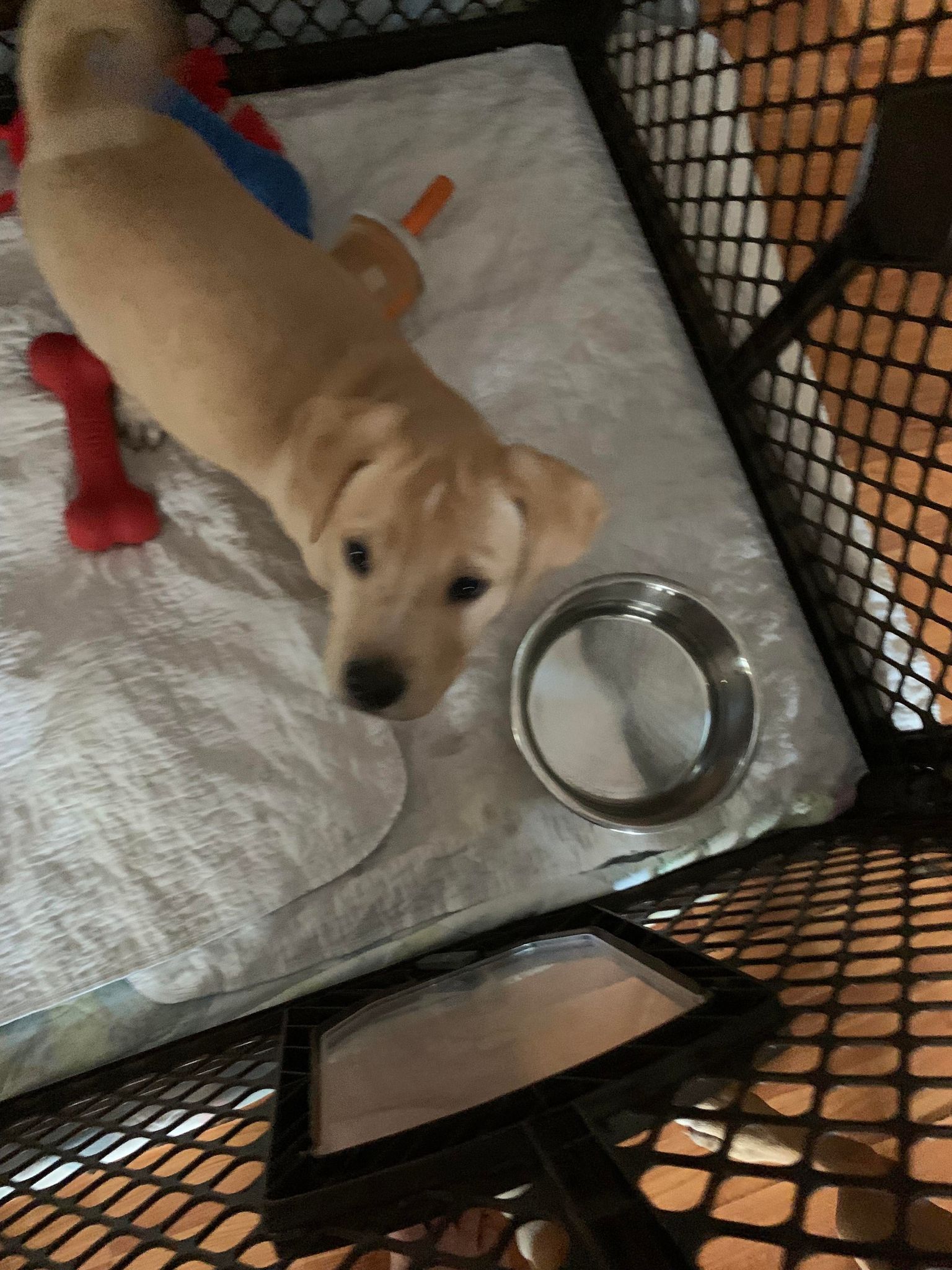 Dog for Adoption Snowflake, a in Summerville, SC Alpha Paw