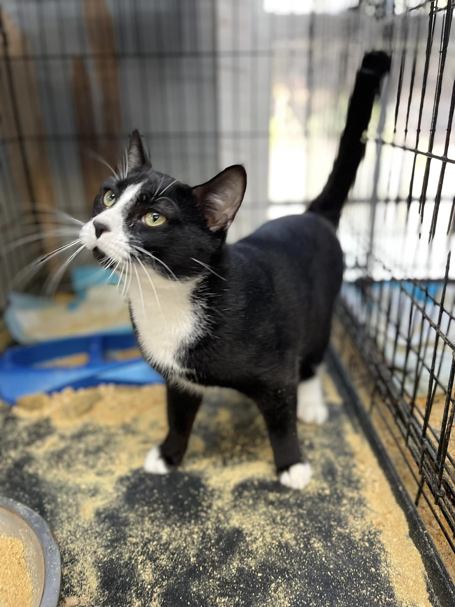 Cats for Adoption in Charleston, South Carolina Alpha Paw