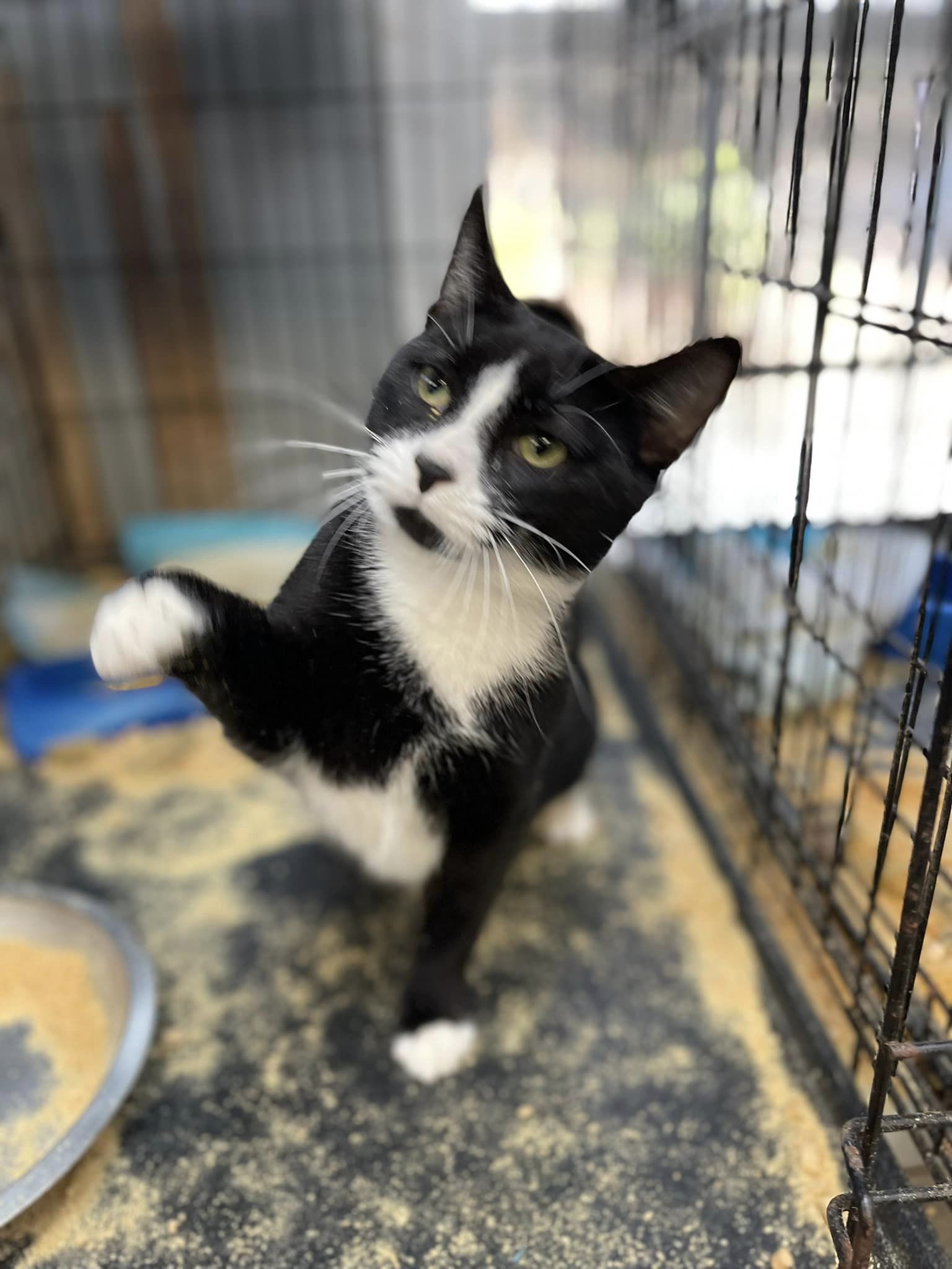 Cats for Adoption in Charleston, South Carolina Alpha Paw