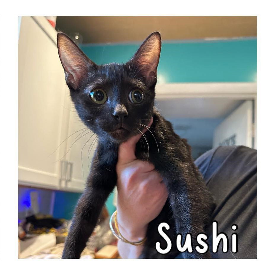 Cat adoption in Mount Pleasant, SC 29464 Domestic Short Hair (short