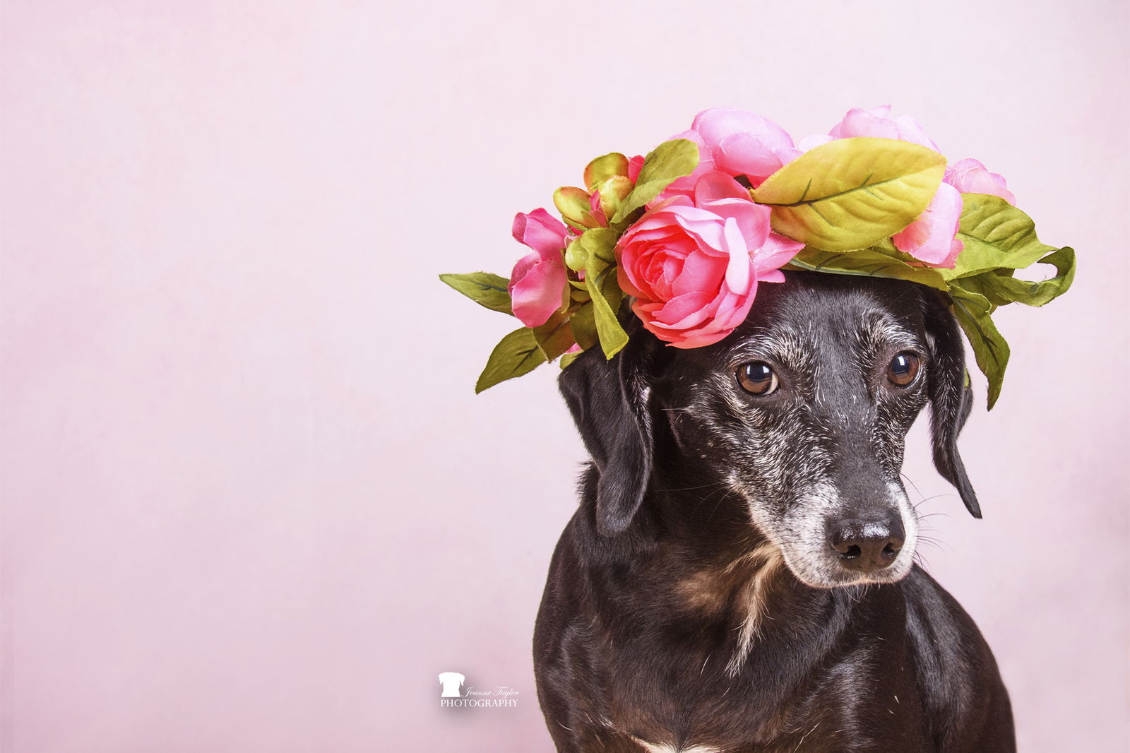 adoptable Dog in Mount Pleasant, SC named Panda