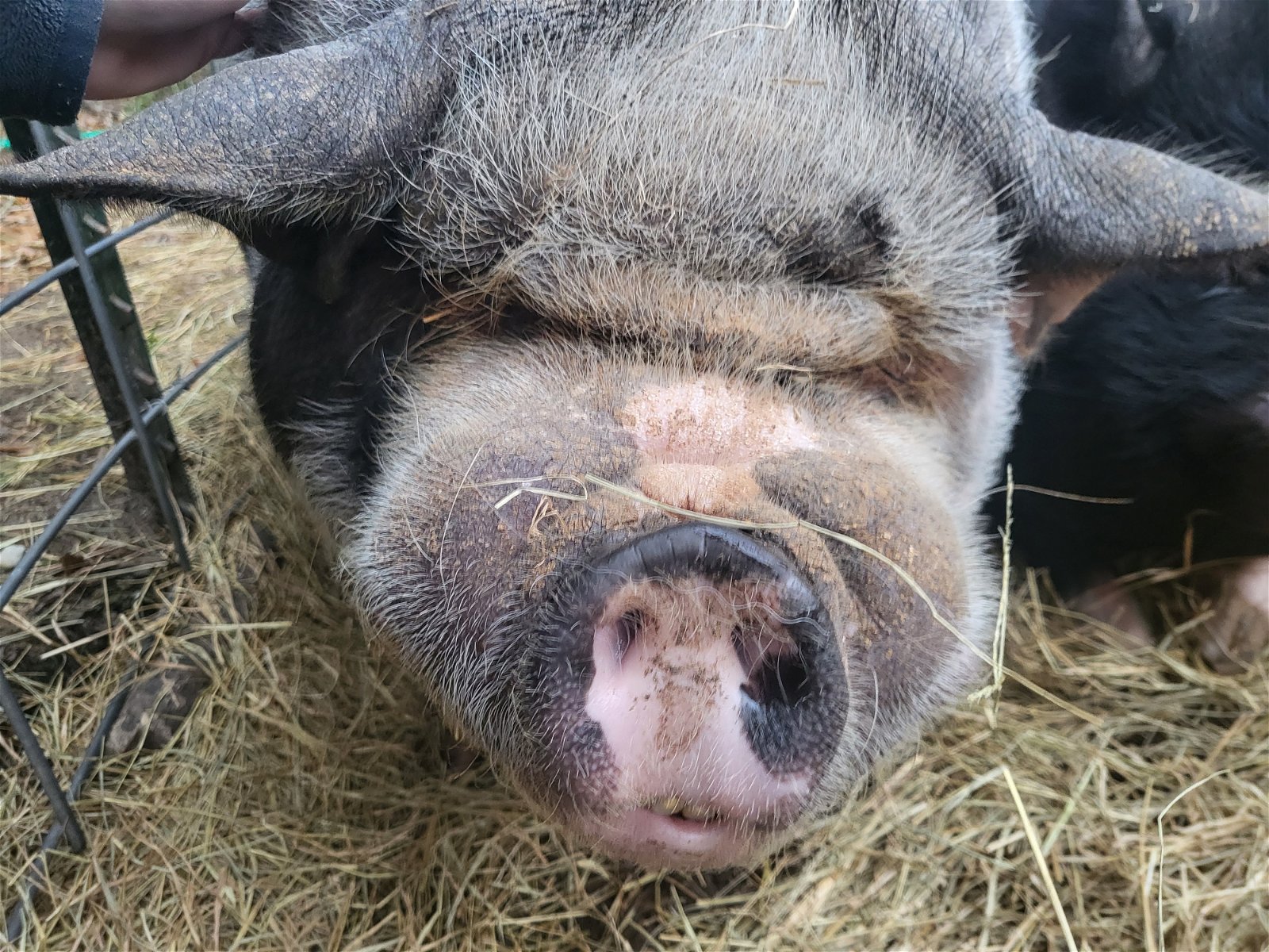adoptable Pig in Mount Pleasant, SC named Scooter