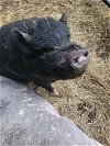 adoptable Pig in mount pleasant, SC named Brock