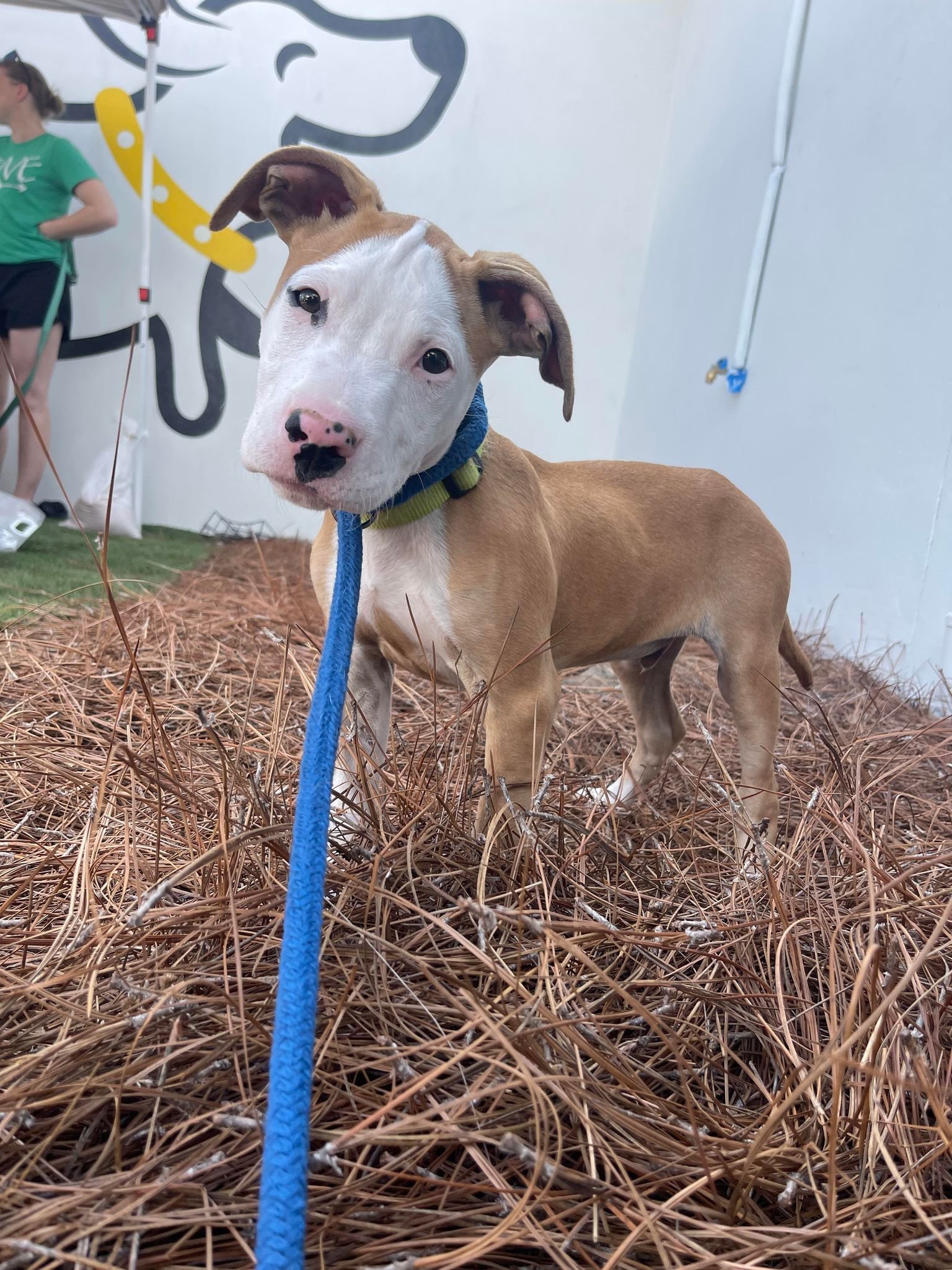 adoptable Dog in Mount Pleasant, SC named Pickles
