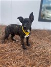 adoptable Dog in mount pleasant, SC named Judy