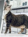 adoptable Cat in mount pleasant, SC named Peaches2