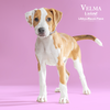 adoptable Dog in Mount Pleasant, SC named Velma