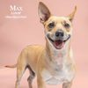 adoptable Dog in Mount Pleasant, SC named Max