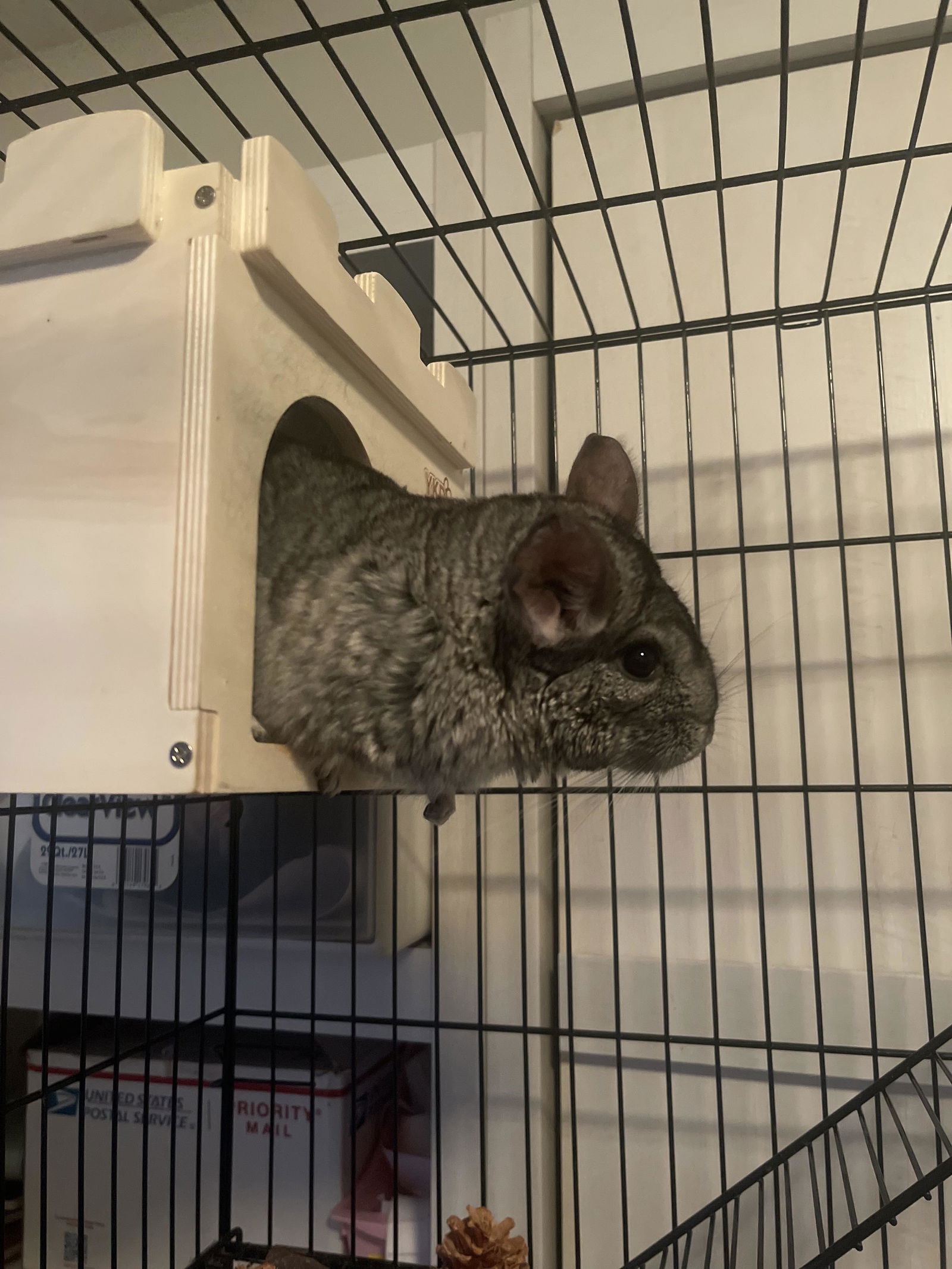 adoptable Chinchilla in Mount Pleasant, SC named Rosie