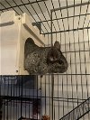adoptable Chinchilla in , SC named Rosie