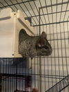 adoptable Chinchilla in Mount Pleasant, SC named Rosie