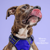 adoptable Dog in Mount Pleasant, SC named Mimosa