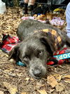 adoptable Dog in  named Captain Sir Pantaloon-REDUCED FEE