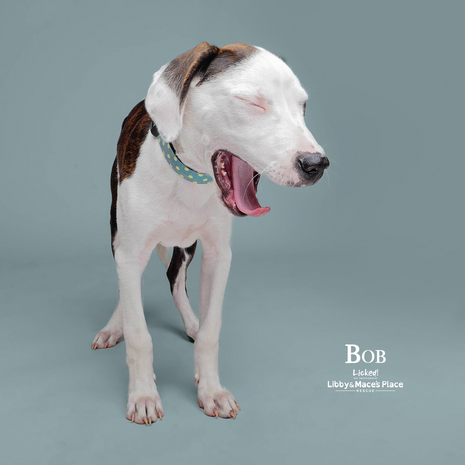 adoptable Dog in Mount Pleasant, SC named Bob Marley