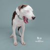 adoptable Dog in  named Bob Marley